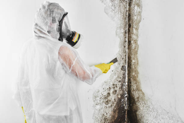 Best Attic Mold Removal  in Oronoco, MN